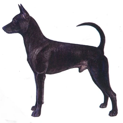 سگ تایوانی (Taiwan Dog)