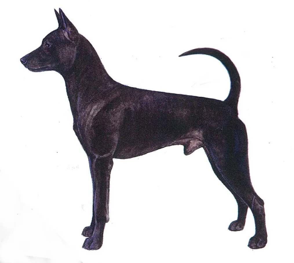 عکس سگ تایوانی (Taiwan Dog)