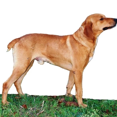 نژاد سگ سگوجیو مارمانو (Segugio Maremmano)