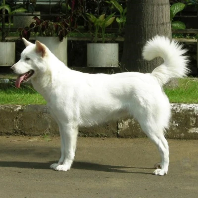 سگ کینتامانی بالی (Kintamani-Bali Dog)