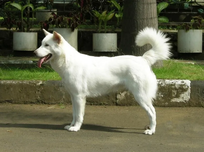 عکس سگ کینتامانی بالی (Kintamani-Bali Dog)