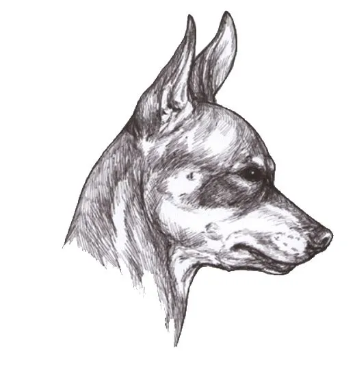 عکس نژاد پراگ رتر (Prague Ratter)