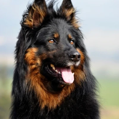 نژاد سگ گله بوهمین (Bohemian Shepherd)