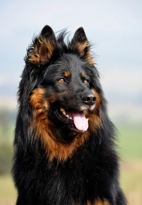 عکس نژاد سگ گله بوهمین (Bohemian Shepherd)