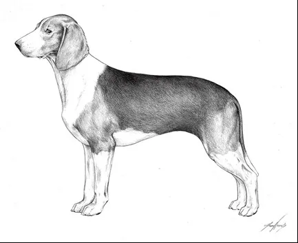 عکس نژاد ESTONIAN HOUND