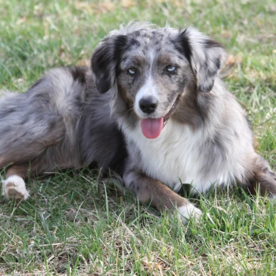 نژاد مینیاتور امریکن شپرد (MINIATURE AMERICAN SHEPHERD)