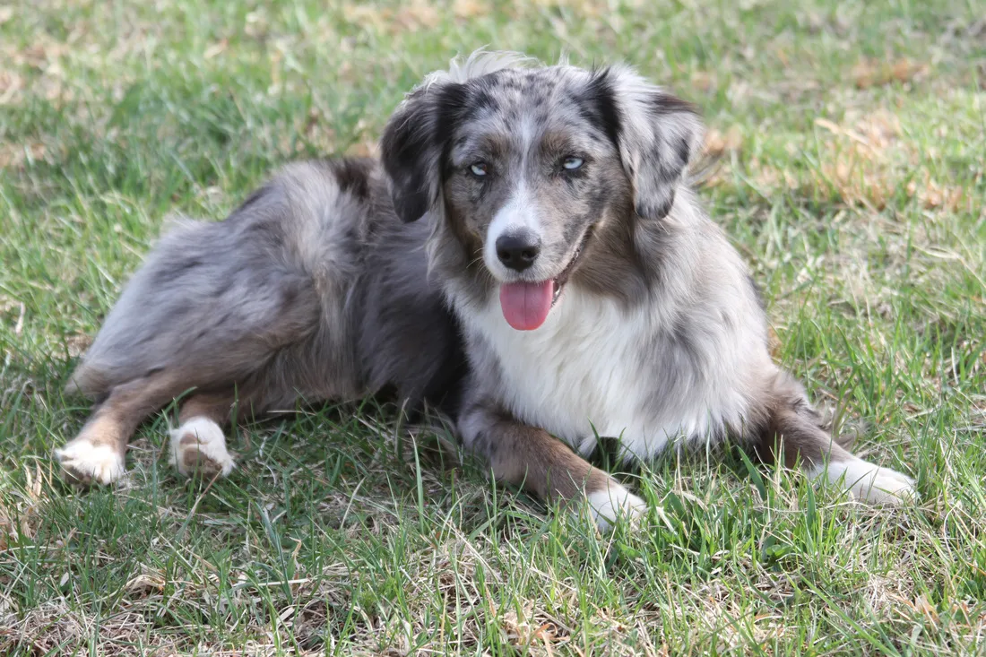 عکس نژاد مینیاتور امریکن شپرد (MINIATURE AMERICAN SHEPHERD)