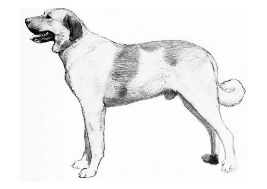 عکس TRANSMONTANO MASTIFF