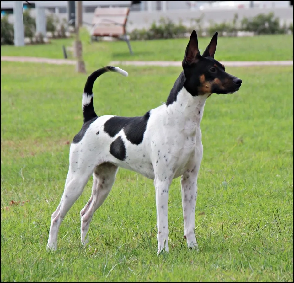 عکس نژاد VALENCIAN TERRIER