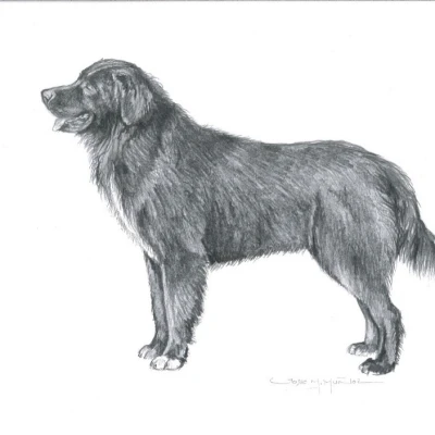 نژاد سگ گله کلاغی رومانیایی (Romanian Raven Shepherd Dog)