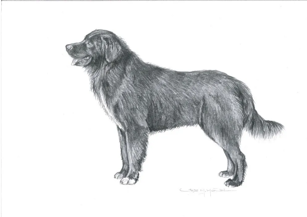 عکس نژاد سگ گله کلاغی رومانیایی (Romanian Raven Shepherd Dog)
