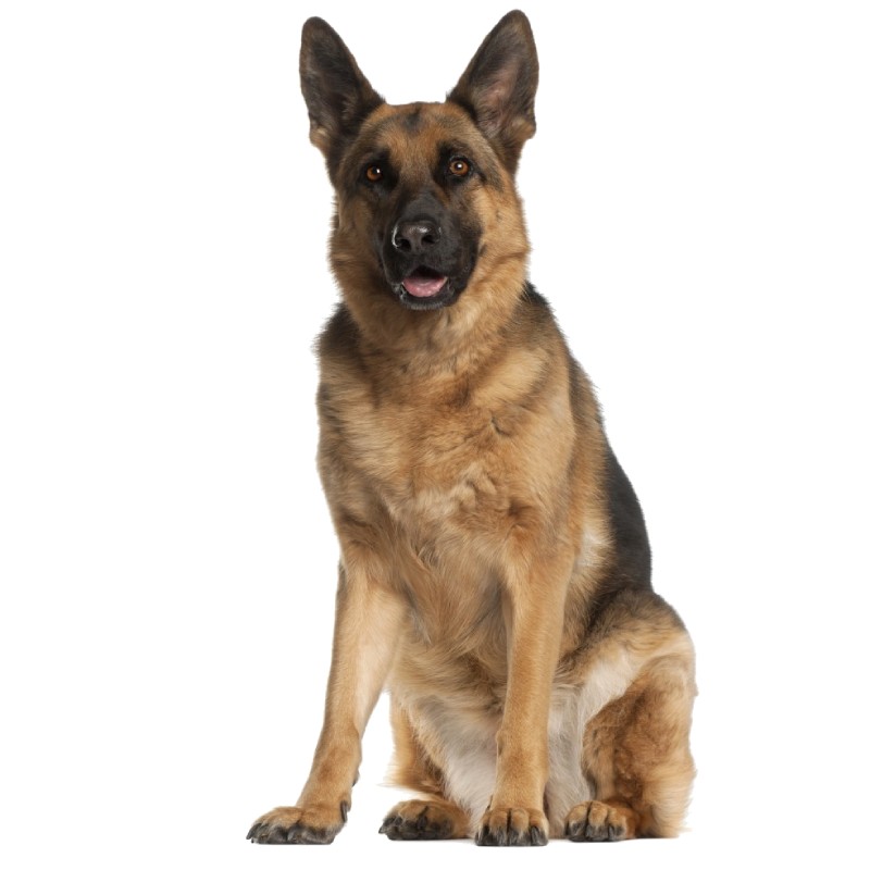 ژرمن شپرد (German Shepherd)