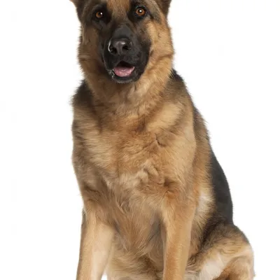 ژرمن شپرد (German Shepherd)
