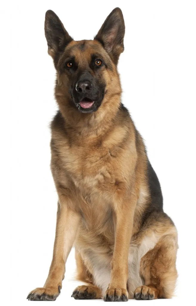 عکس ژرمن شپرد (German Shepherd)