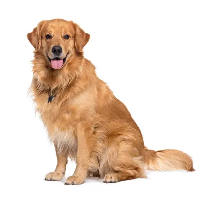گلدن رتریور (Golden Retriever)