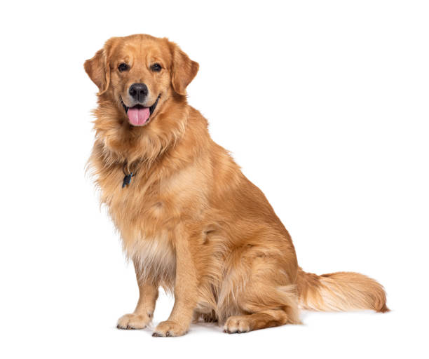 گلدن رتریور (Golden Retriever)