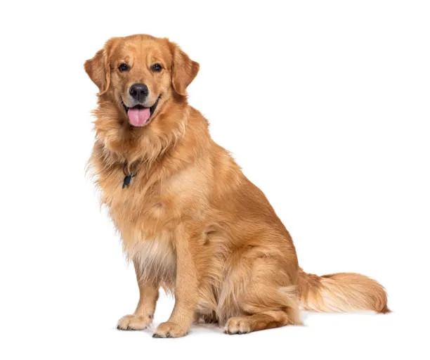 عکس گلدن رتریور (Golden Retriever)