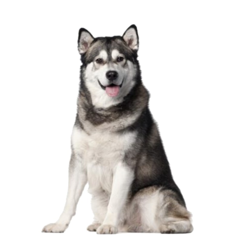 عکس مالاموت آلاسکایی (Alaskan Malamute)