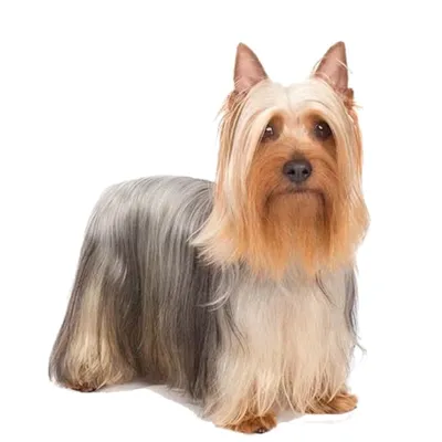 تریر ابریشمی استرالیایی (Australian Silky Terrier)