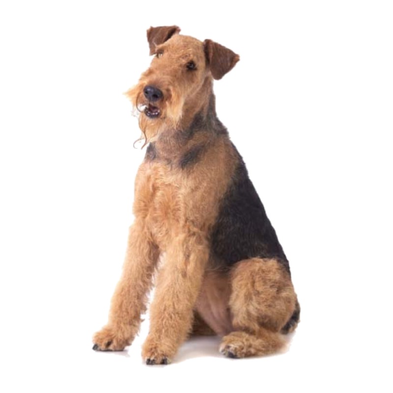 عکس ایردیل تریر (Airedale Terrier)