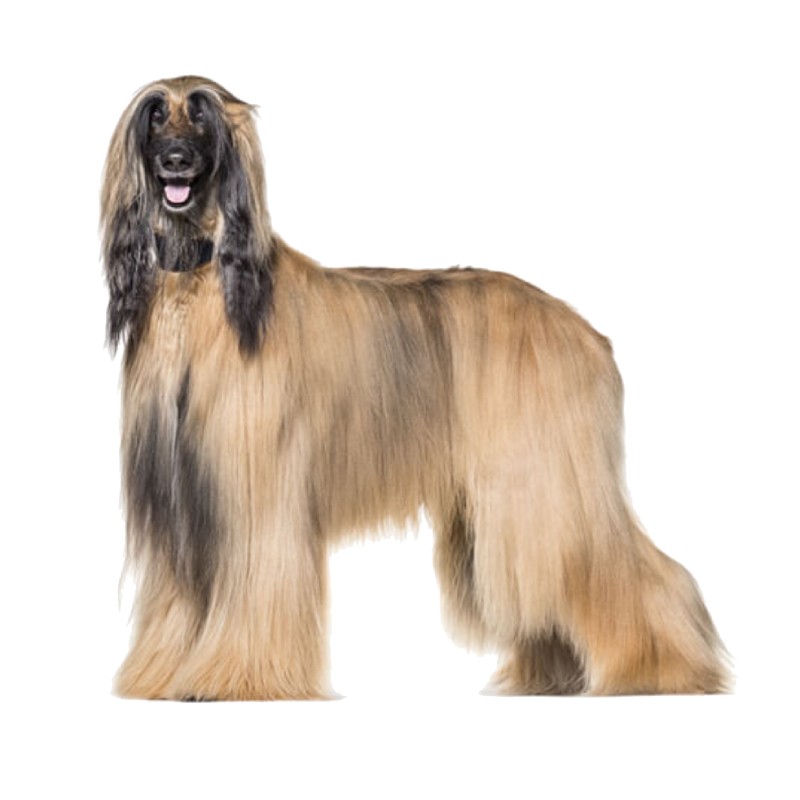عکس تازی افغان (Afghan Hound)