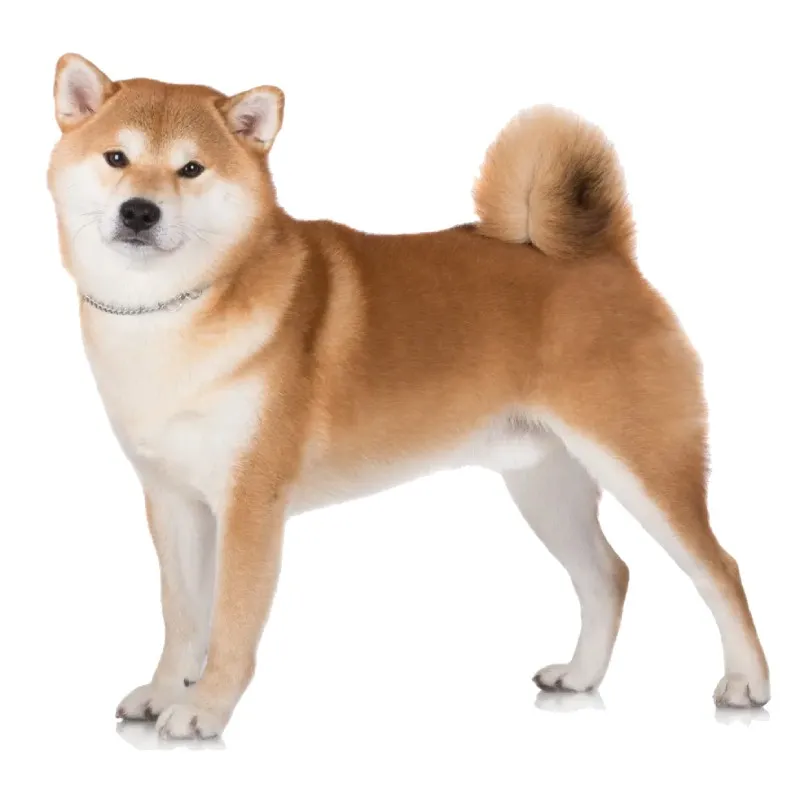 آکیتا (Akita)