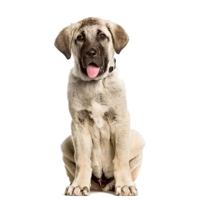 عکس شپرد آناتولی (Anatolian Shepherd)