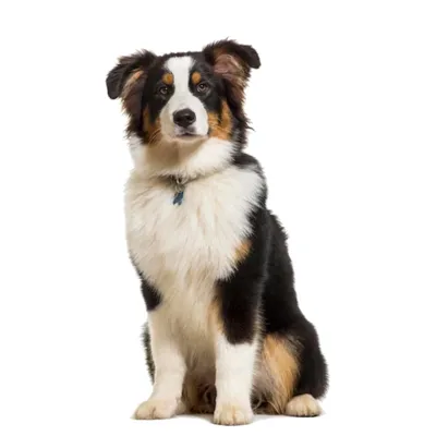 استرالین شپرد (Australian Shepherd)