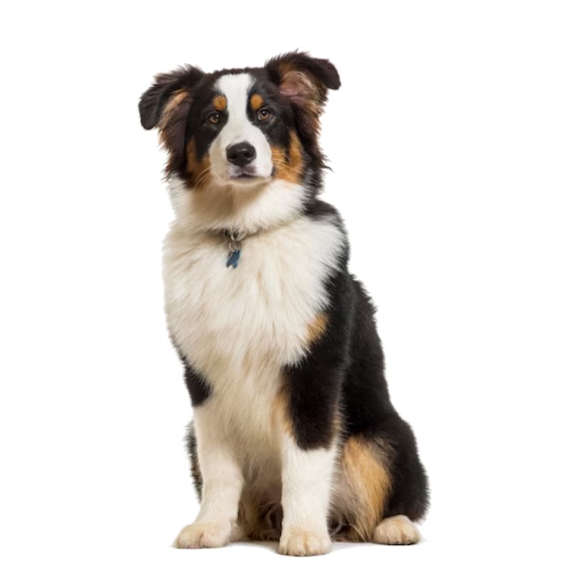 عکس استرالین شپرد (Australian Shepherd)