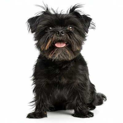 آفن پینچر Affenpinscher