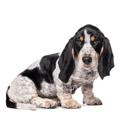 باست بلو د گاسکونی (Basset Bleu De Gascogne)