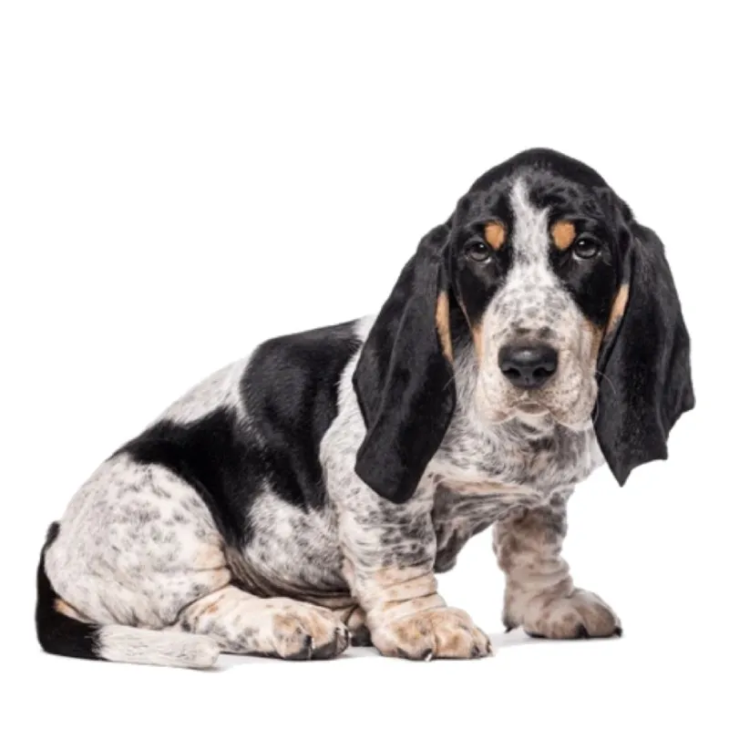 عکس باست بلو د گاسکونی (Basset Bleu De Gascogne)