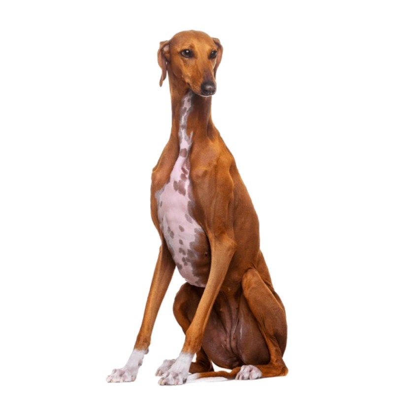 آزاواخ (Azawakh)