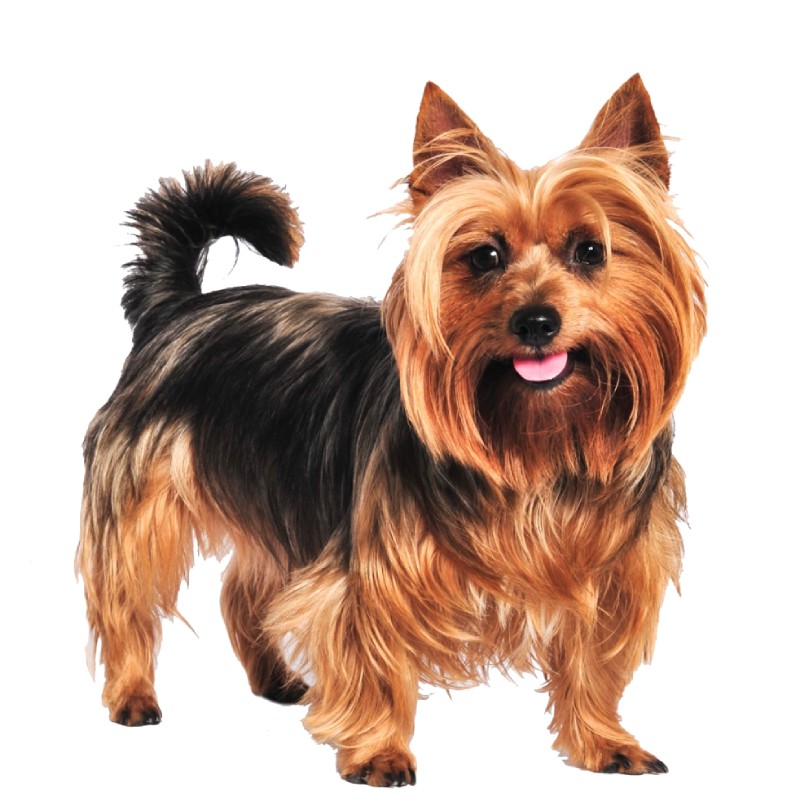 عکس تریر استرالیایی (Australian Terrier)