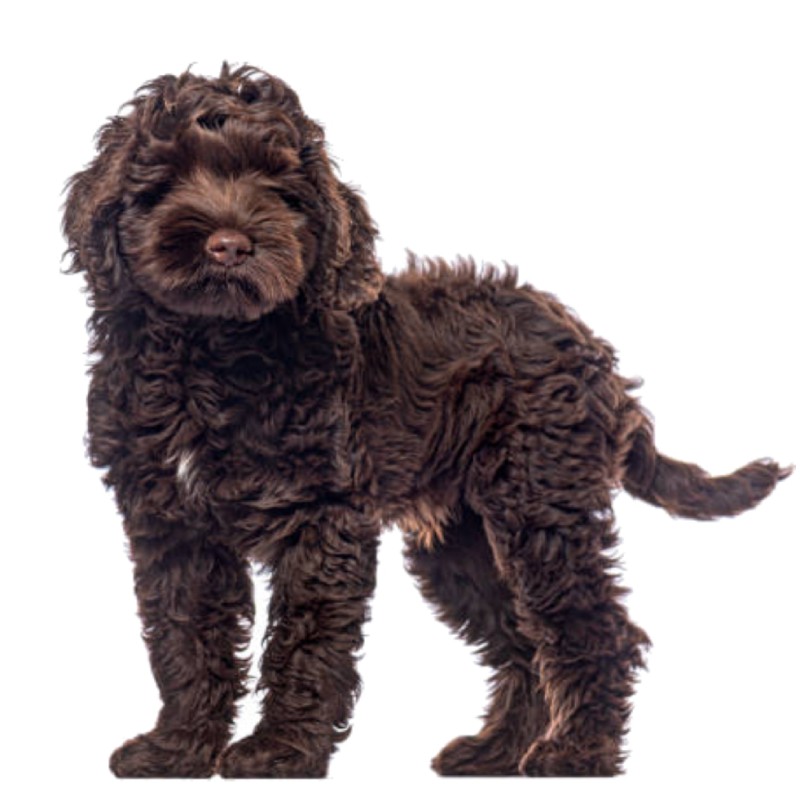 عکس باربت (Barbet)