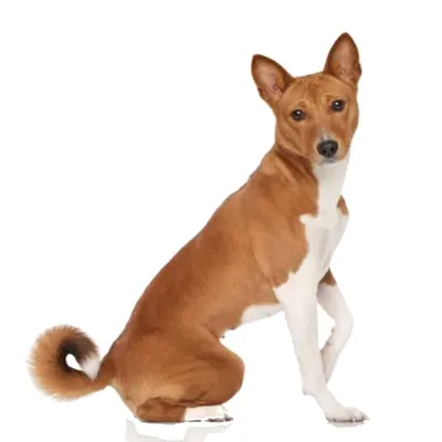 باسنجی (Basenji)